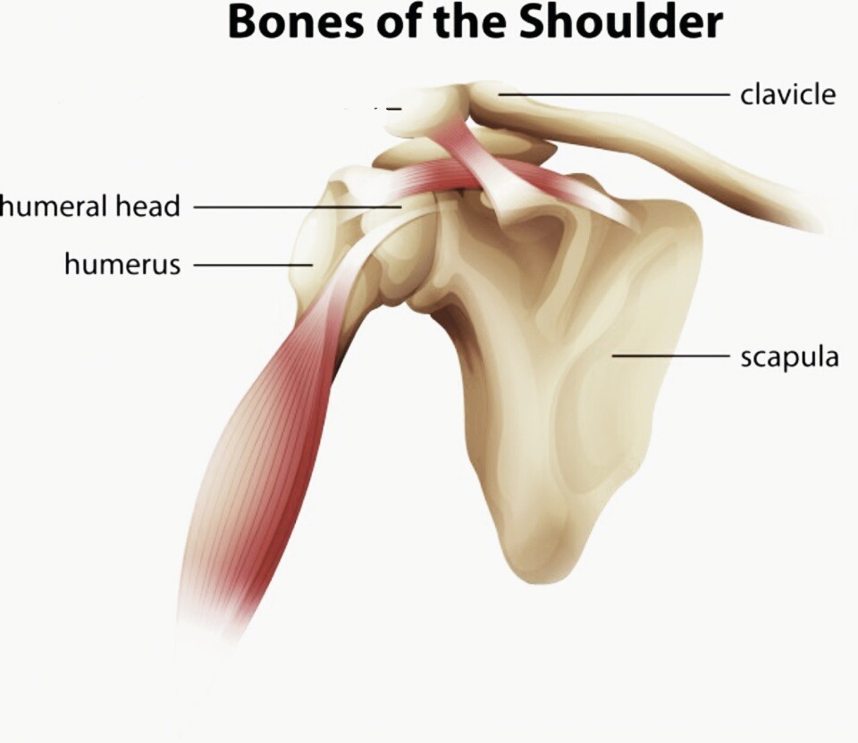 Shoulder_Bones