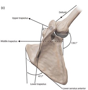 Trapezius / Serratus Arm Movement