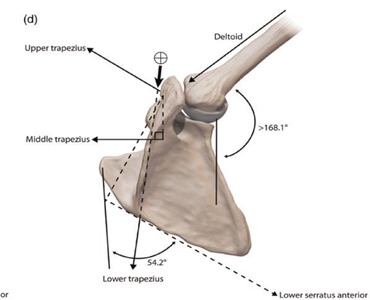 Levator Scapulae