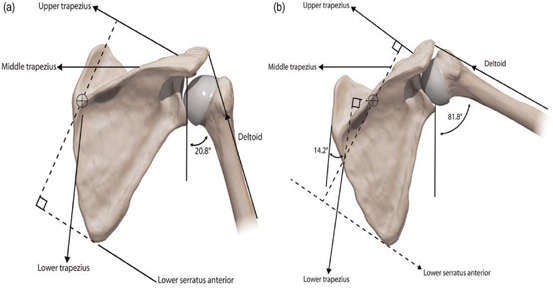 Arm Elevation