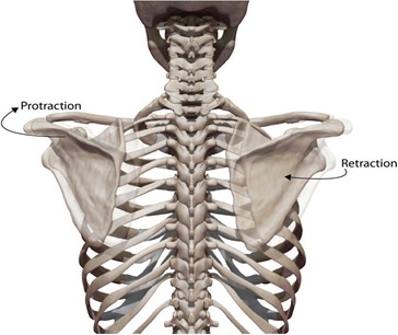 Scapula Movements