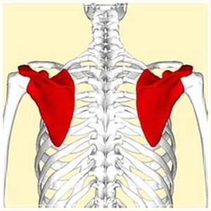 AC Joint - GH Joint
