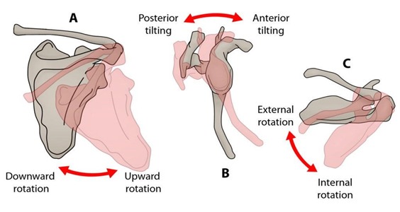 Skeletal Movements