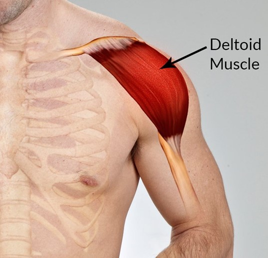 Deltoid Muscle Atrophy