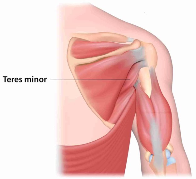 Teres Minor Muscle Atrophy